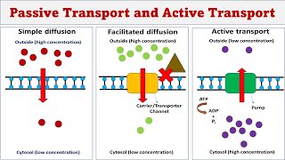 Passive transport  Simple diffusion  Facilitated diffusion  Active transport [upl. by Arreik927]