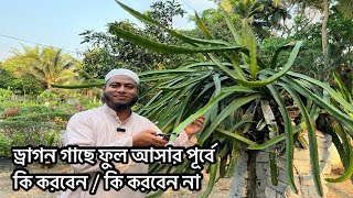 মার্চ এপ্রিল মাসে ড্রাগন ফল গাছে যা করনীয়What to do in March to bring more dragon fruit [upl. by Jenica]