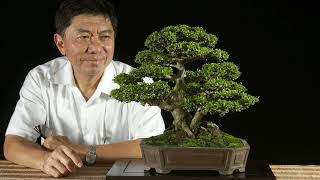 Neea buxifolia from nothing into a nice Bonsai With Indonesian Subtitles [upl. by Nnahgiel927]