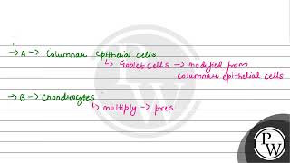 Goblet cells of alimentary canal are modified from [upl. by Aciretahs920]