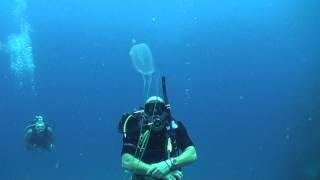 Box jellyfish Chironex  Diving Thailand Sail Rock Underwater video [upl. by Emil]