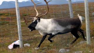 Samiska nationalsången  the Sámi Nationalanthem [upl. by Ydoow399]