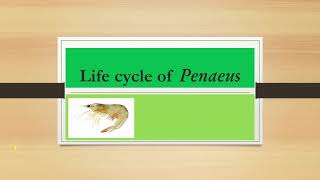 Life cycle of Penaeus [upl. by Meece]