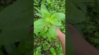 Tulsi or Tulasi plant  holy basil  Ocimum tenuiflorum [upl. by Ennayk627]