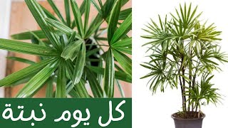 كل يوم نبتة الحلقة 31 نبات نخلة السيدة عريضة الأوراق One plant a day  Rhapis excelsa Lady palm [upl. by Spillihp]