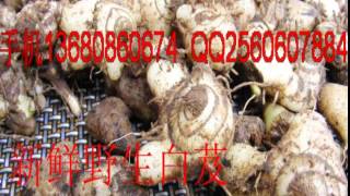 Bletilla Striata ManufacturersBletilla striataBletilla Striata suppliers china [upl. by Adaha402]