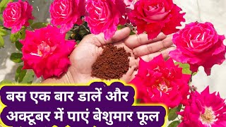 7 Secret tips for roseRose plant growing tips Rose plant caregulabअक्टूबर में गुलाब की देखभाल [upl. by Bettina]