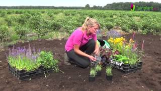 Handige tips en info voor het planten van vaste planten [upl. by Dahcir]