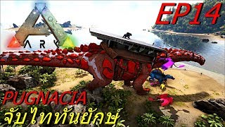 BGZ  ARK Pugnacia Plus EP14 จับไททันยักษ์ Tame Titanosaurus [upl. by Eical]