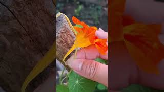 Nasturtium flower [upl. by Warwick]