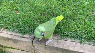 yellow nape parrottalking parrotscomo cuidar un loro birds cute JACOYVICKYchannel​⁠ [upl. by Adnamaa292]