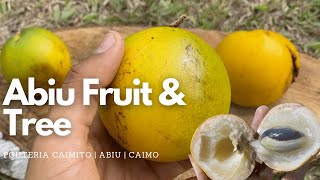 Pouteria Caimito  Abiu  Abiu Fruit amp Tree [upl. by Kerwon]