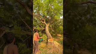 50 Trees 🌲 Kaat diye 🥲 minivlog minivlogs shorts [upl. by Mather]