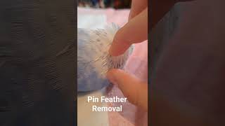 English Budgie Pin Feather Removal budgries budgiesworld [upl. by Lancey]