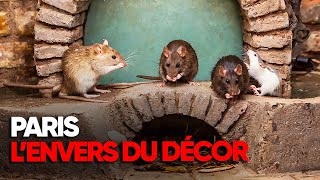 Rats souris cafards Lenvers du décor à Paris  Documentaire complet  AMP [upl. by Halyahs]