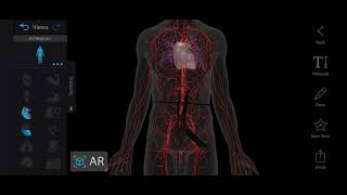 Surface Marking of Common Iliac Artery  Common Iliac Artery  Surface Anatomy [upl. by Barr]