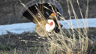 Dusky Grouse Displaying [upl. by Eniamsaj]