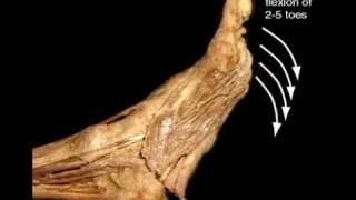 flexor digitorum longus [upl. by Nylevol]