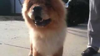 Chow chow dog grooming [upl. by Eniarral]