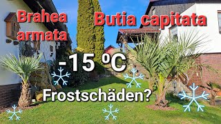 Butia capitata und Brahea armata ohne Frostschäden Palmen Winterschutz abbauen Trachycarpus Palm [upl. by Ennylhsa]