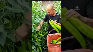 Worlds most unique chilli cultivation [upl. by Winifred]