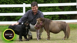 5 Smallest Horse in the World 5 Smallest Horse Breeds [upl. by Adnawt]