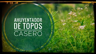 AHUYENTADOR de TOPOS casero 🤪 Si tienes problemas con ellos mira este vídeo 🥷 Y sin hacerles daño 🌱 [upl. by Niriam]