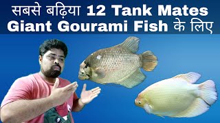 Giant Gourami Fish Tank Mates In Hindi [upl. by Derman529]