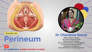 Lecture On Perineum [upl. by Dorene]