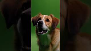 Barking Dog Green Screen  free 4k greenscreen dog [upl. by Ynnelg]