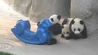 Baby Panda on Pony Rocker Gets help from Brother CUTE [upl. by Nylsor617]