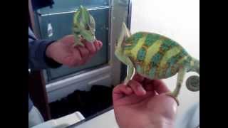 Chameleon mirror attack [upl. by Conney636]