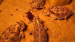 Horned Lizards Eating  The Society for Horned Lizard Preservation [upl. by Vladimar]