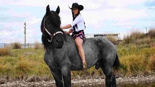 Hal the Blue Roan Percheron Stallion and Creeds Horse Breeding Farm [upl. by Reldnahc]