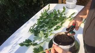 Bouturage de framboisier  cuttings raspberry [upl. by Ajam]