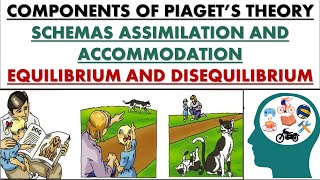 Basic components of Piagets theory schema AssimilationAccommodationEquilibriumDisequilibrium [upl. by Deelaw]