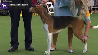 American Foxhounds  Breed Judging 2020 [upl. by Akemor]