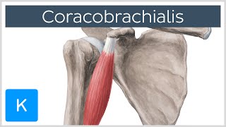 13Fascia and Retinacula of the Foot 3D Anatomy Tutorial [upl. by Nee]