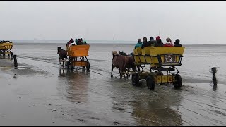 Wattwagenfahrt nach der Insel Neuwerk  UNESCO Nationalpark Hamburgisches Wattenmeer [upl. by Gierk]