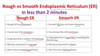 Differences between rough and smooth endoplasmic reticulum  Rough ER vs Smooth ER [upl. by Enriqueta940]