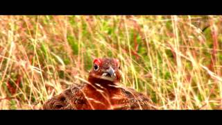 Red Grouse  Peak District [upl. by Llebasi]