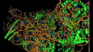 CHEM 444  Mechanism of Streptomycin on the 30S prokaryotic ribosome [upl. by Ama]