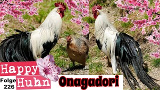 Onagadori Hühner im Portrait bei HAPPY HUHN Japanische Langschwanzhühner Geschichte Zucht Farben [upl. by Raseac]