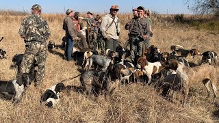 Bosvark Jag met Honde  Bushpig hunt with Hounds [upl. by Irret232]