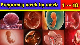 Pregnancy Week by Week  Week 1  10 Fetal development [upl. by Kev]