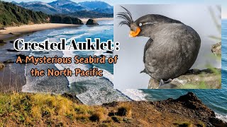 Crested Auklet  A Mysterious Seabird of the North Pacific auklet birds Animals [upl. by Nytsirhc878]