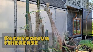 Pachypodium fiherense  tanaman caudex penuh duri [upl. by Emerick]