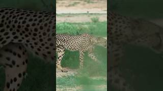 Top 8 Fastest Animals in the World Speed Showdown [upl. by Watts882]