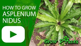 How to grow Asplenium nidus Bird’snest ferns [upl. by Akanke809]