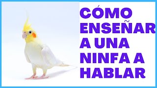 👉Cómo enseñar a tu NINFA CACATUA A HABLAR ✔🦜 [upl. by Nohsid]